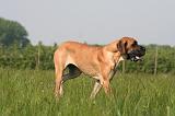 DOGUE ALLEMAND 534